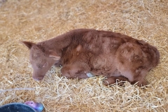 Cute-Baby-Animal-cow-laying-down