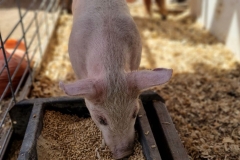 Cute-Baby-Animal-pink-piglet-eating