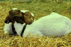 Cute-Baby-Animals-Baby-Goats-cuddling