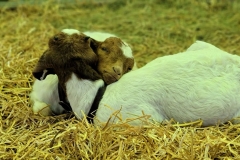 Cute-Baby-Animals-Baby-Goats