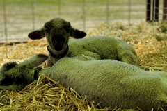 Cute-Baby-Animals-Baby-Sheep