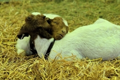 Cute-Baby-Animals-baby-goat-yoda