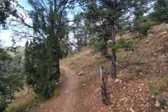 Dale-Ball-Trails-High-narrow-trail-in-woods