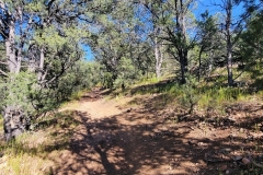 Dale-Ball-Trails-Picacho-Peak-trail-through-the-woods