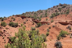 Desert-Voice-red-wave