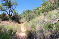 Desert-Voices-Early-Trail