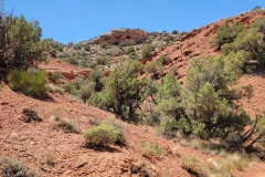 Desert-Voices-Early-red-and-trees