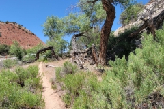 Desert-Voices-Opening-trail-green