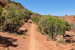 Desert-Voices-trail-leading-up-the-hill