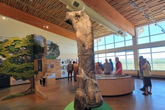 Dinosaur-National-Monument-Giant-Standing-bone