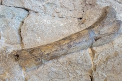 Dinosaur-National-Monument-Touchable-bone