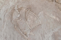 Dinosaur-National-Monument-Wing