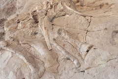 Dinosaur-National-Monument-bigger-bones