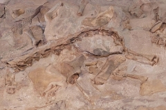 Dinosaur-National-Monument-bigger-spine