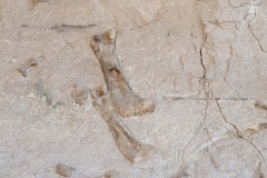 Dinosaur-National-Monument-dark-bone-in-wall