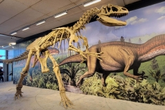 Dinosaur-National-Monument-full-skeleton