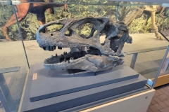 Dinosaur-National-Monument-full-skull