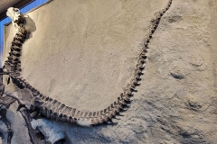 Dinosaur-National-Monument-full-spine