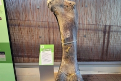 Dinosaur-National-Monument-giant-bone