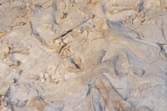 Dinosaur-National-Monument-medium-wall-bones