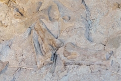 Dinosaur-National-Monument-scatter-medium-bones