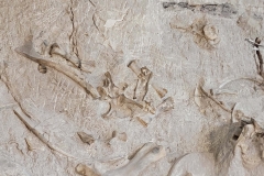 Dinosaur-National-Monument-scattered-smaller-bones