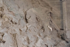 Dinosaur-National-Monument-side-bones