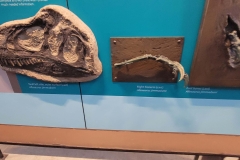 Dinosaur-National-Monument-skull-info