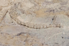 Dinosaur-National-Monument-spine-bone