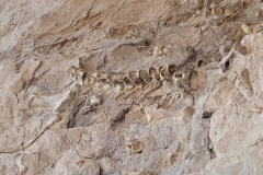 Dinosaur-National-Monument-wider-spine