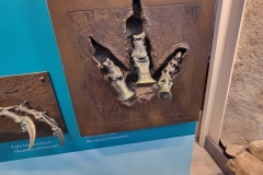 Dinosaur-National-monument-toes