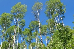 Dolores-Geyser-Aspen-Tree-Tops