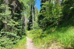 Dolores-Geyser-Trail-through-thick-woods