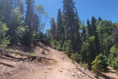 Dolores-Geyser-blowdown-corner