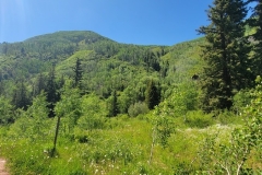 Dolores-Geyser-green-hillside