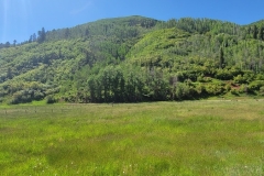 Dolores-Geyser-green-meadow