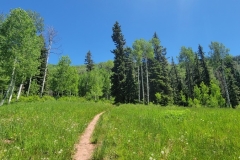 Dolores-Geyser-trail-leading-to-trees