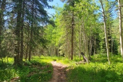 Dolores-Geyser-trail-through-Aspens