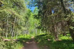 Dolores-Geyser-trail-through-early-trees