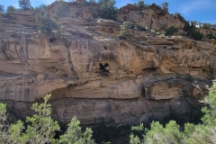 East-Fourmile-Draw-tree-growing-in-rock