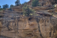 East-Fourmile-Draw-tree-in-rock-closer