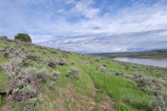 Elkhead-SP-Osprey-Trail-Rounding-hill-narrow-trail