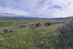 Elkhead-SP-Osprey-Trail-narrow-trail-through-bush