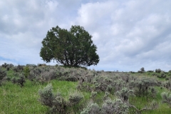 Elkhead-SP-Osprey-Trail-single-tree-hilltop