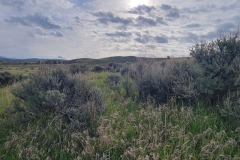 Elkhead-SP-Osprey-Trail-tall-bushes