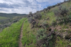 Elkhead-Sp-Osprey-Trail-narrow-trail