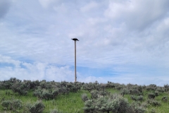 Elkhead-Sp-Osprey-Trail-pole