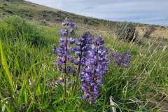 Elkhead-Sand-Rocks-Lupine
