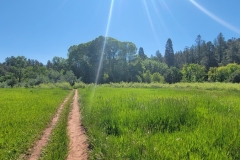 Falls-Creek-Waterfall-Trail-through-Meadow
