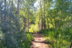 Falls-Creek-Waterfall-Tree-Covered-trail